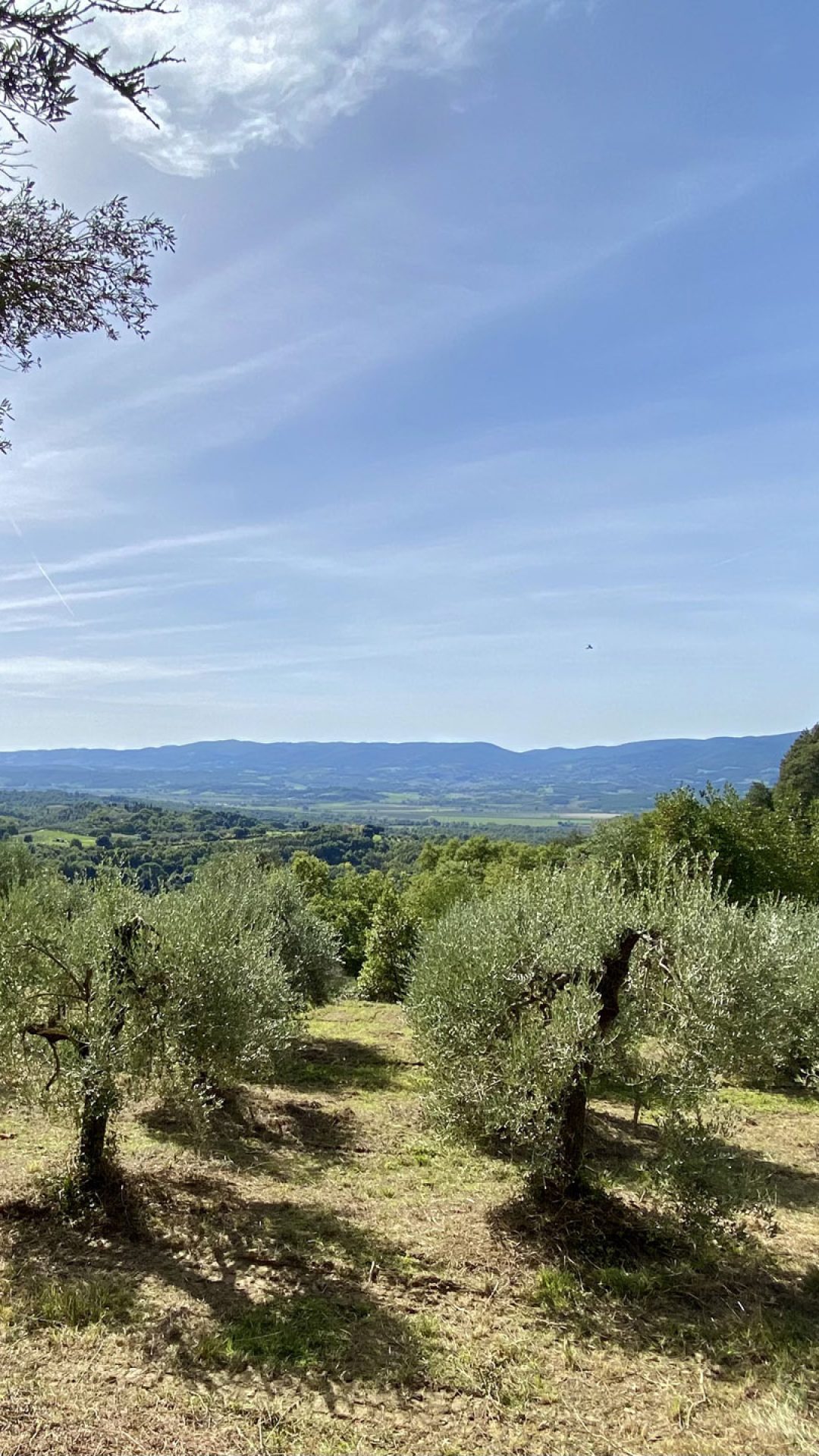 Foto con vista panoramica sul nostro oliveto