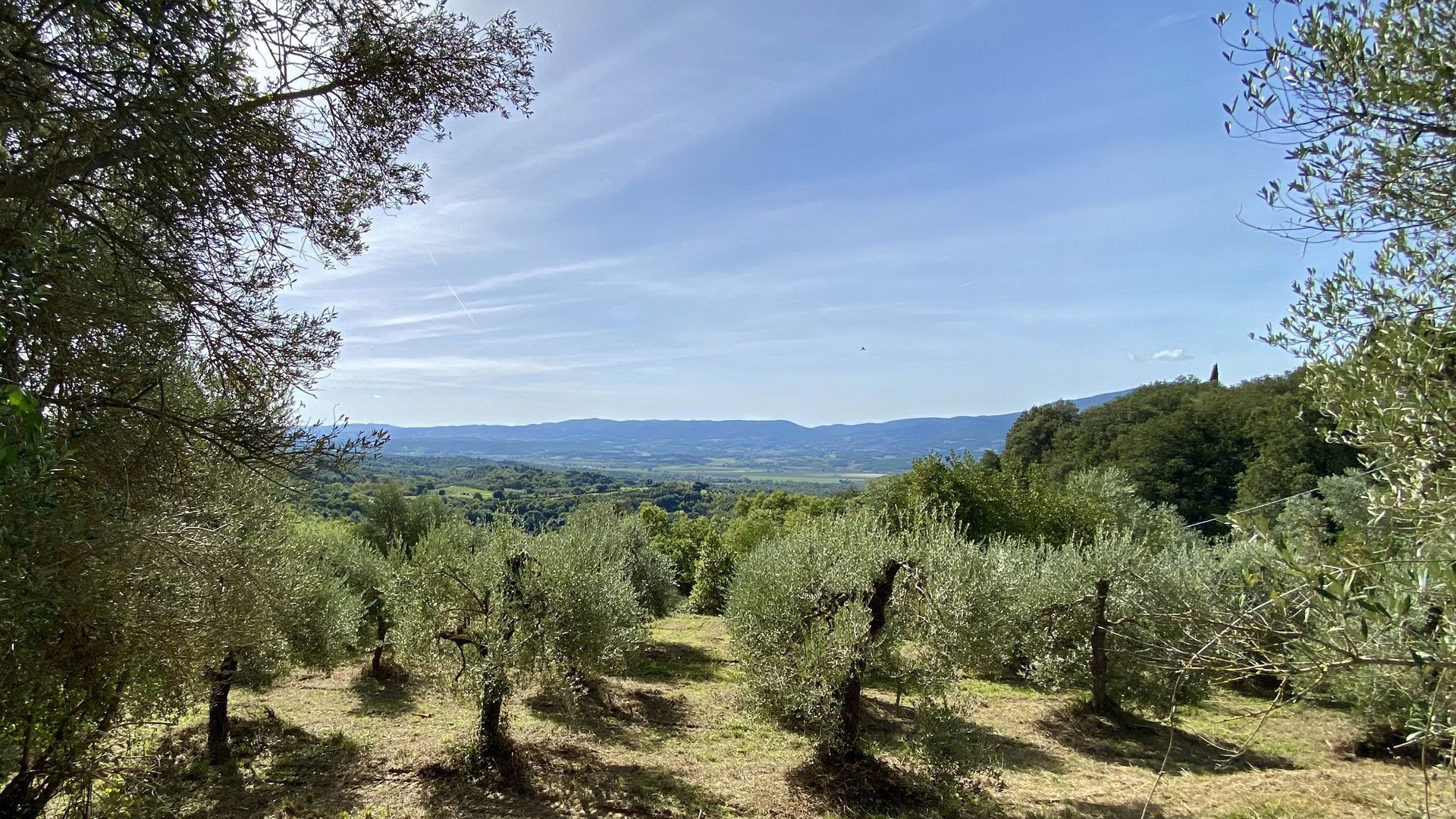 Foto con vista panoramica sul nostro oliveto