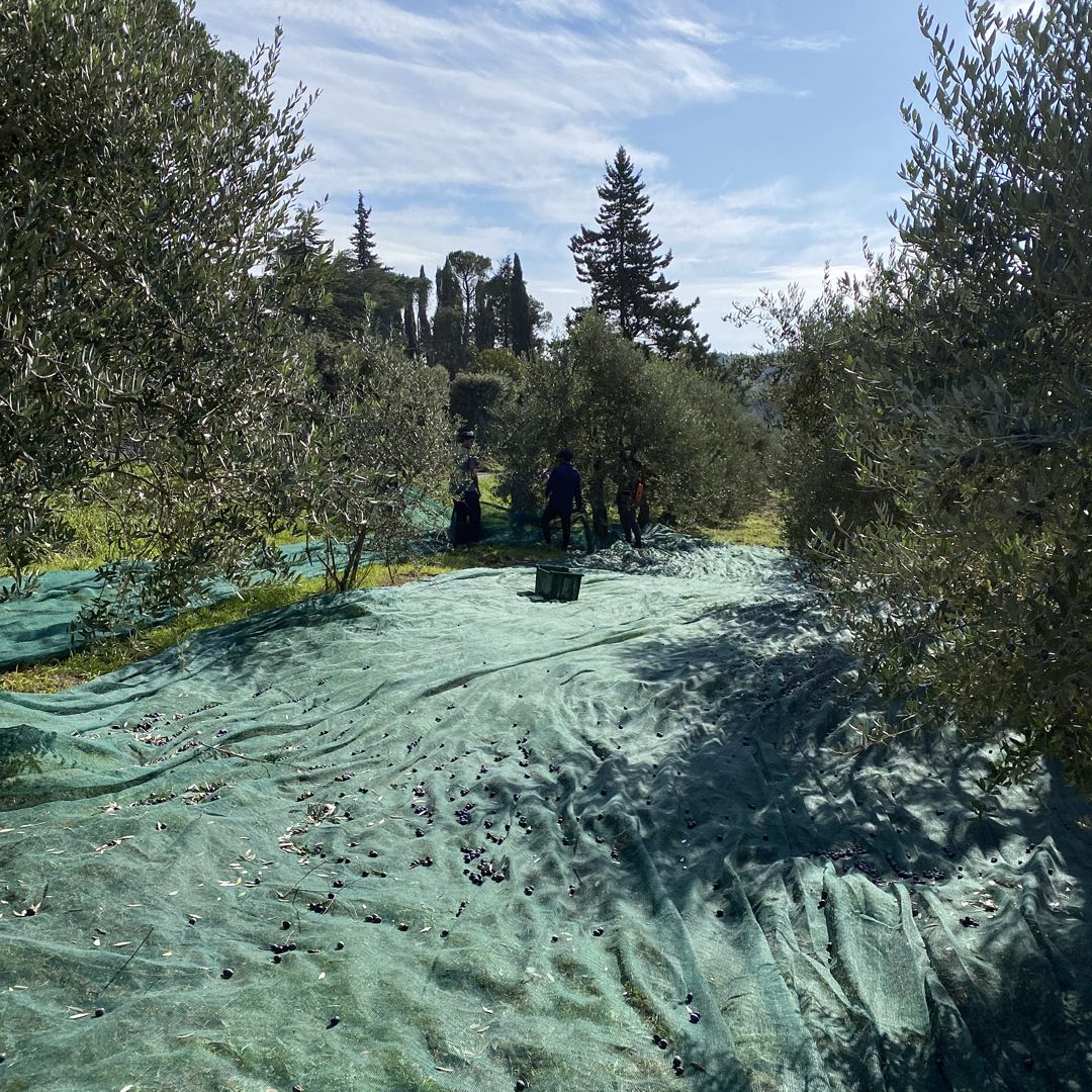Foto dei teli per cogliere le olive durante la raccolta in oliveto della tenuta